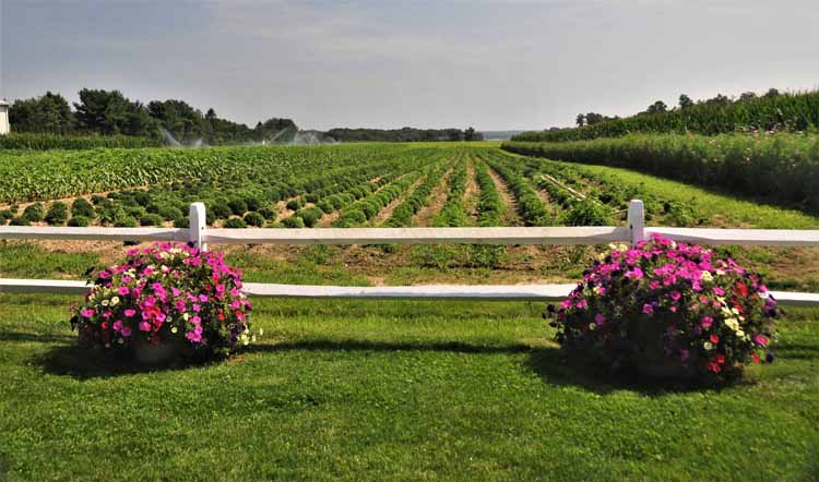 rows of crops